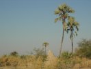 okavangodelta04.jpg