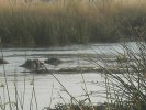 okavangodelta06.jpg