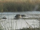 okavangodelta07.jpg