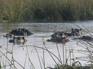okavangodelta08.jpg