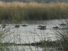 okavangodelta09.jpg