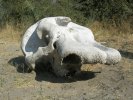 okavangodelta11.jpg