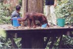 borneo05.jpg