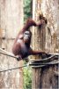 borneo06.jpg
