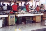 borneo13.jpg