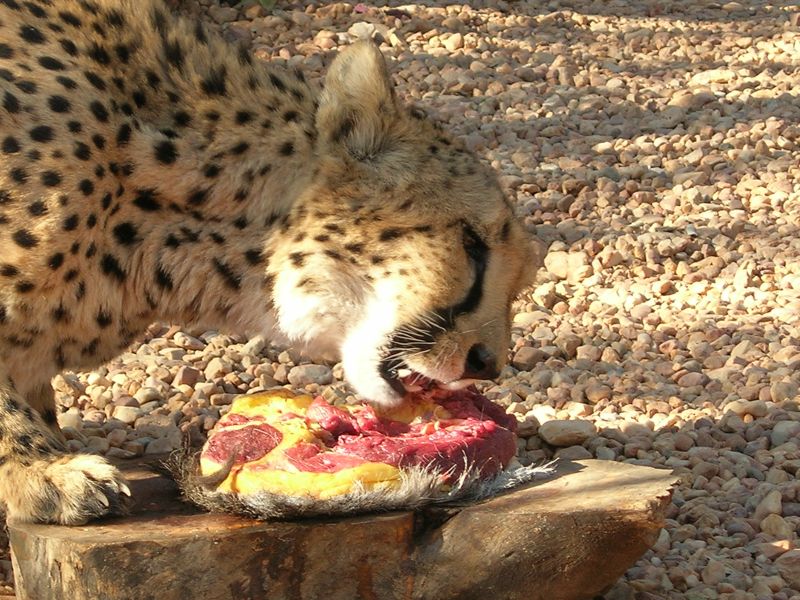 Carl Montgomery \u00bb Cheetah Park Photo Gallery