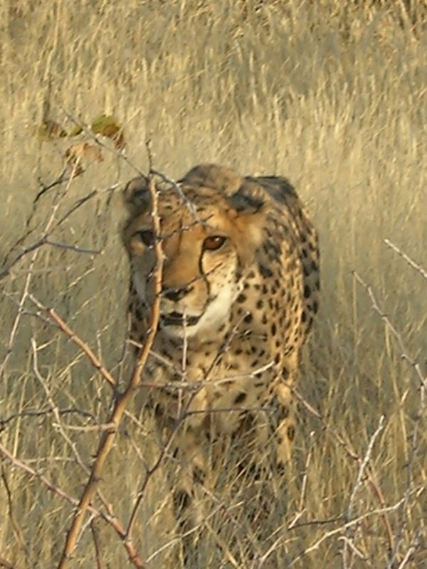Carl Montgomery \u00bb Cheetah Park Photo Gallery