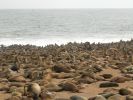 capecrossseals01.jpg