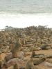 capecrossseals03.jpg