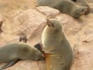 capecrossseals04.jpg
