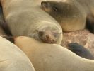 capecrossseals05.jpg