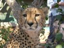 cheetahpark02.jpg