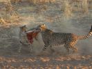 cheetahpark18.jpg