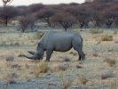 etoshanationalpark02.jpg