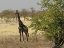 etoshanationalpark11.jpg